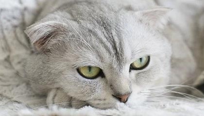 开云体育APP-甘肃一名原局长被通报